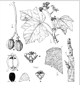 Gambar 4. Bagian-Bagian Tanaman Jarak Pagar: a. Tangkai, b. Kulit Kayu, c. Daun, d. Bunga (pistillate), e