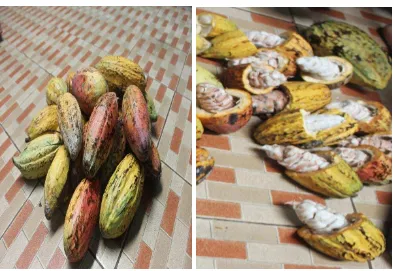 Gambar Tanaman Kakao (Theobroma cacao Linn.), Buah Kakao,  Biji Kakao Non Fermentasi Dan Biji Kakao Fermentasi 