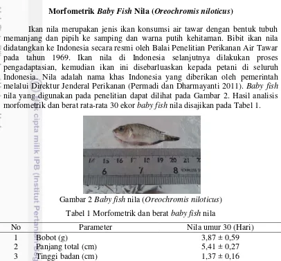 Gambar 2 Baby fish nila (Oreochromis niloticus) 