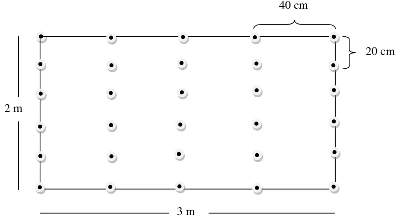 Gambar 2. Model lahan tanaman kedelai pada lysimeter 