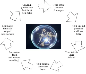 Gambar 3. Siklus Hidup Cacing Ascaridia galli (Kusumamihardja, 1992) 