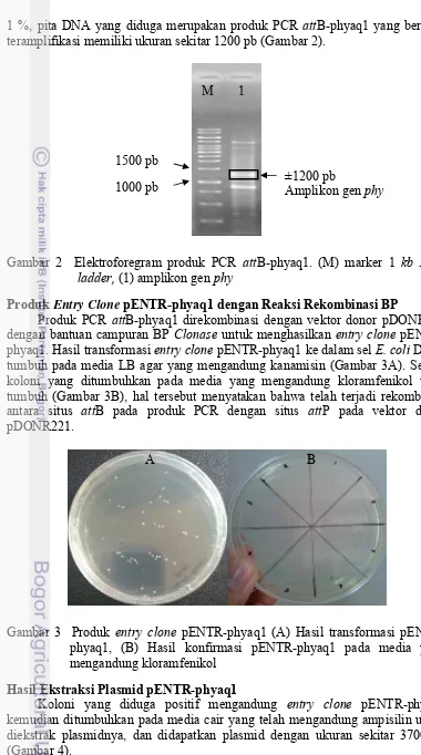 Gambar 2  Elektroforegram produk PCR attB-phyaq1. (M) marker 1 kb DNA 
