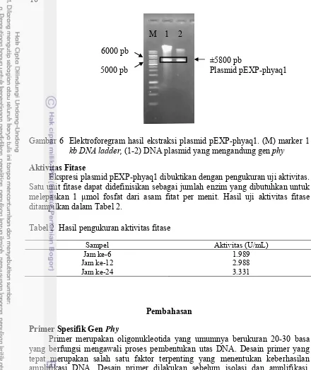 Gambar 6  Elektroforegram hasil ekstraksi plasmid pEXP-phyaq1. (M) marker 1 