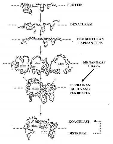 Gambar 2.  Mekanisme Pembentukan Buih           Sumber : Cherry dan McWaters ,1981  