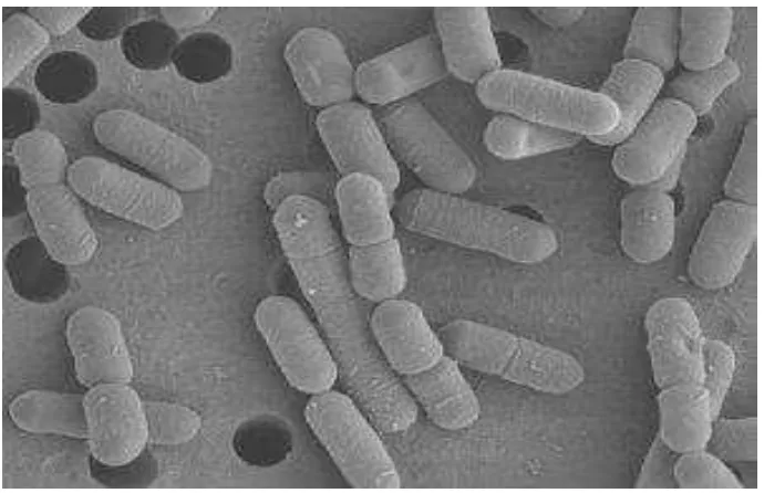 Gambar 3. Lactobacillus plantarum                     Sumber : http://www.nfia.com/fft/201005/article2.php 