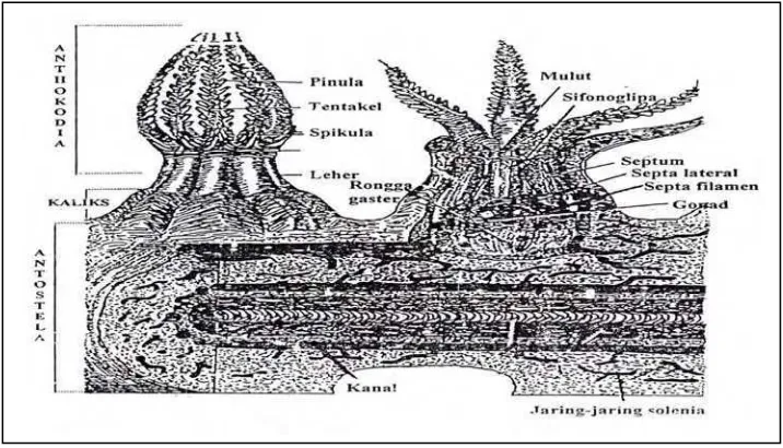 Gambar 1. Morfologi karang lunak (Manuputty 1996) 