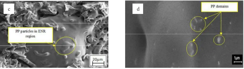 Fig. 4 Scanning electron micrograph of (a) unfilled PP,(b) 70/30 PP/ENR and (c) 40/60 PP/ENR at magnification of 500x (d) 40/60 PP/ENR at magnification of 5000x 