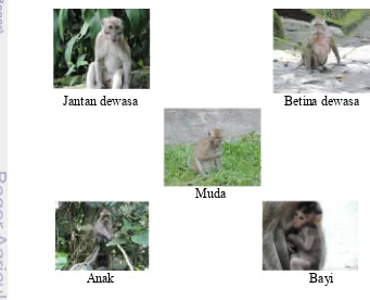 Gambar 1   Pengamatan struktur umur monyet ekor panjang menurut Soma et al. 
