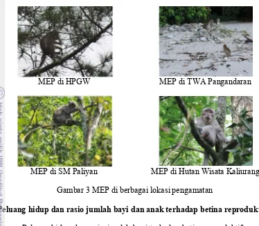 Gambar 3 MEP di berbagai lokasi pengamatan 