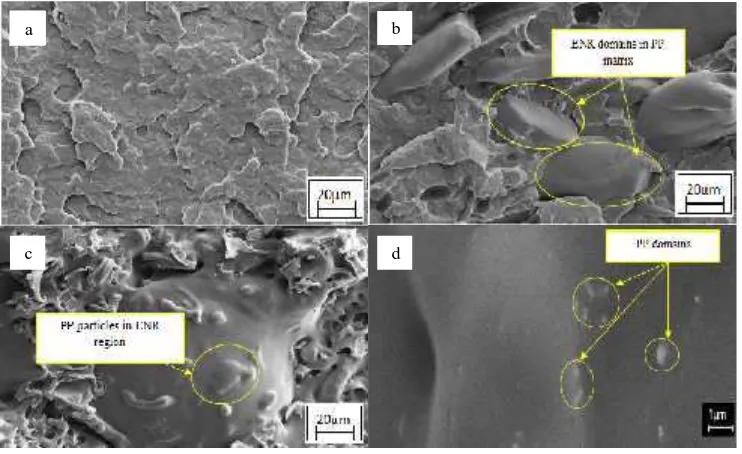 Fig. 4 Scanning electron micrograph of (a) unfilled PP,(b) 70/30 PP/ENR and (c) 40/60 PP/ENR at magnification of 500x (d) 40/60 PP/ENR atmagnification of 5000x