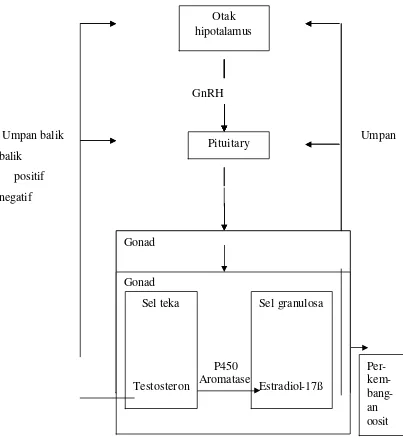 Gambar 4. Bagan proses perkembangan oosit (Nagahama       et al,1995). 