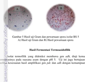 Gambar 5 Hasil uji Gram dan pewarnaan spora isolat BS 5  