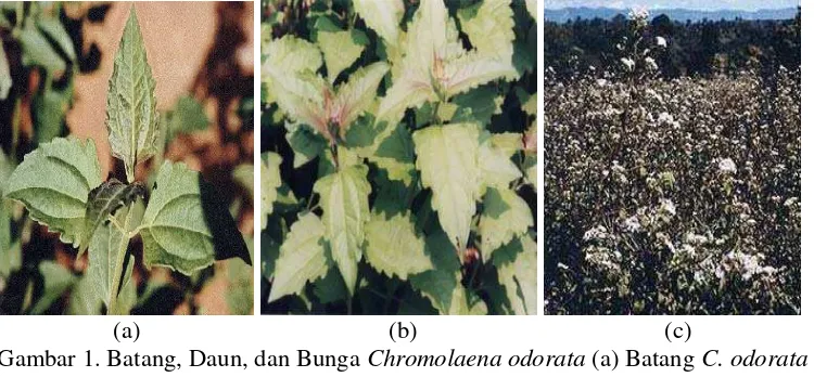 Gambar 1. Batang, Daun, dan Bunga Chromolaena odorata (a) Batang C. odorataketika Muda dengan Bulu-bulu Halus dan Tekstur Halus (b) Daun C