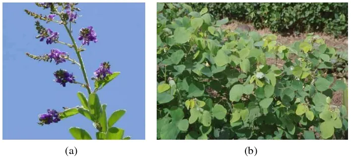 Gambar 2. Bunga dan Daun Legum Desmodium rensonii (a) Bunga D. rensonii Berwarna Ungu (b) Daun D
