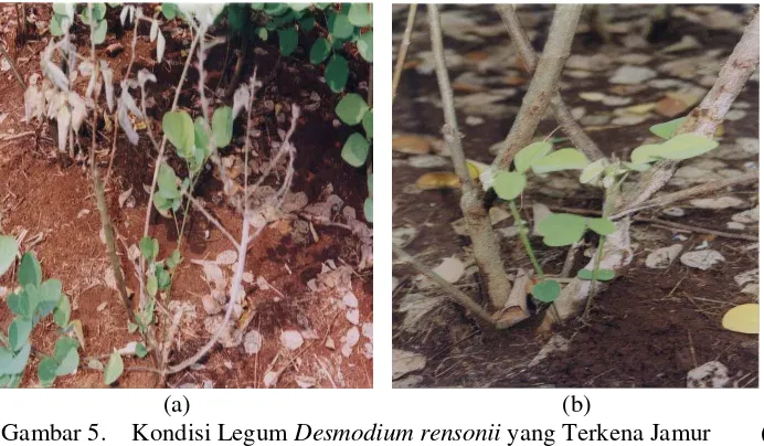 Gambar 5.   Kondisi Legum Desmodium rensonii yang Terkena Jamur        (a)  