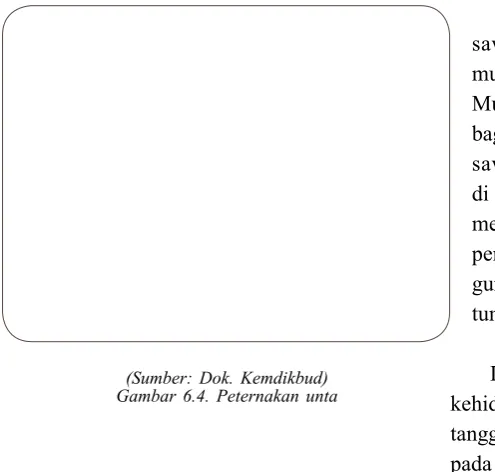 Gambar 6.4. Peternakan unta