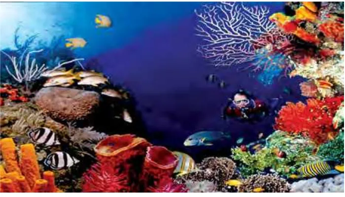 Gambar 3 Biota Laut Taman Bunaken