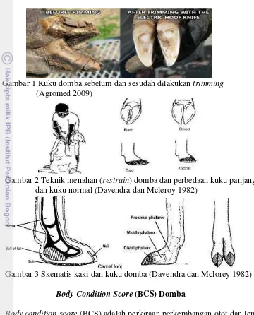Gambar 3 Skematis kaki dan kuku domba (Davendra dan Mclorey 1982) 
