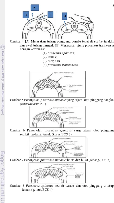 Gambar 8                   Prosessus spinosus