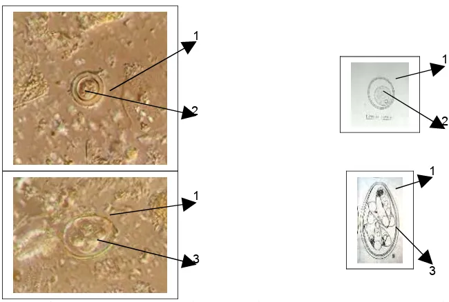 Gambar 6b Perbandingan Foto Protozoa pada Tinja Kerbau dengan Genus Eimeria