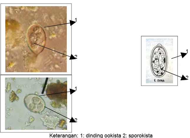 Gambar 6d Perbandingan Foto Protozoa pada Tinja Domba dengan Genus Eimeria