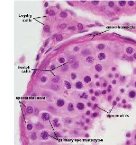 Gambar 2  Gambaran Histologi Tubulus Seminiferus dengan Pewarnaan HE (Bacha dan Bacha 2000) 