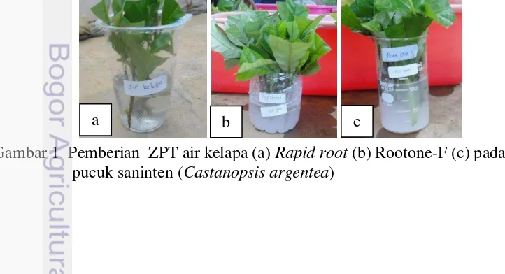 Gambar 1  Pemberian  ZPT air kelapa (a) Rapid root (b) Rootone-F (c) pada stek 