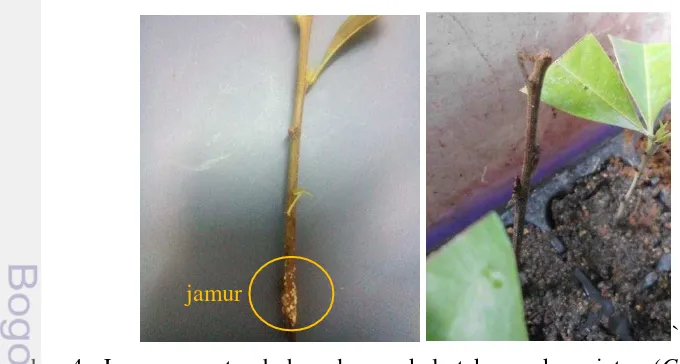 Gambar 4  Jamur yang tumbuh pada pangkal stek pucuk saninten (Castanopsis 