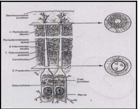 Gambar 4. A. Peritubulus dentin; B. Intertubular  dentin; C. Prosessus odontoblas;   D