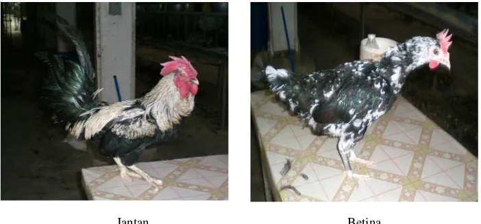 Gambar 1. Ayam Kampung Jantan dan Betina 