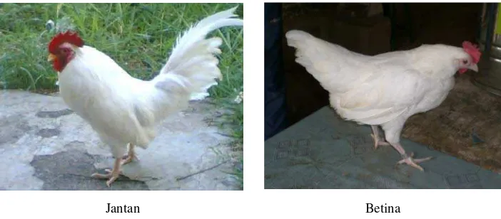 Gambar 2. Ayam Wareng Tangerang Jantan dan Betina  