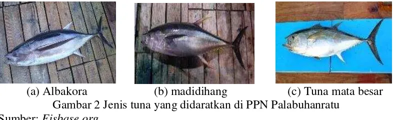 Gambar 2 Jenis tuna yang didaratkan di PPN Palabuhanratu 