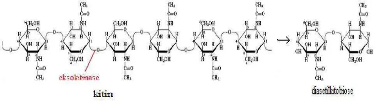 Gambar 3. Reaksi pemutusan ikatan β-1,4 pada bagian internal mikrofibril kitin 