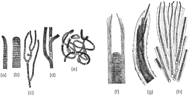 Gambar 3.5 Macam-macam Sianobakteri(f)  (c) (a) Oscillatoria formosa, (b) O. limosa,Nostochopsis lobatus,  (d) Tolypothrix tenuis, (e) Anabaena circinalis,Porphyrosiphon notarisii, (g) Microcoleus vaginatus, (h) Rivularia dura
