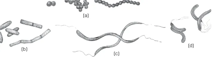 Gambar 3.1 Sel bakteri tersusun atas susunan yang khas:a. Kokus (diplokokus, streptokokus, stapfilokokus),  b
