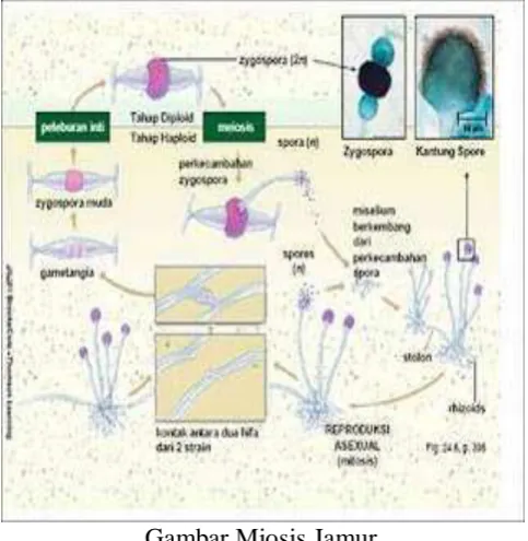Gambar Miosis Jamur  