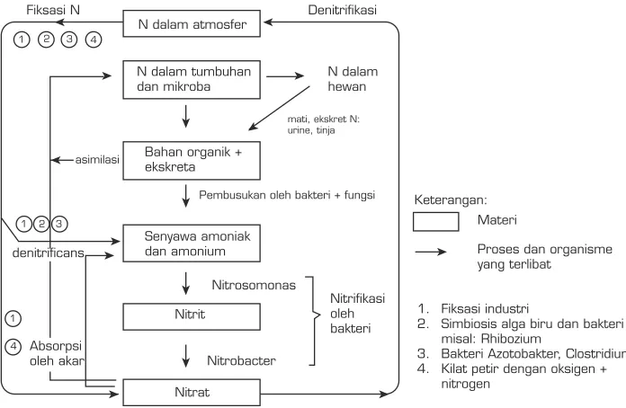 Gambar 9.10 Proses fiksasi dalam urutan besarnya