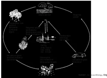 Gambar 9.11 Mikroorganisme heterotrofik pembusuk menghasilkan CO2 melalui respirasimolekul organik yang terdapat pada tubuh tumbuhan dan tubuh hewan serta sekskreta