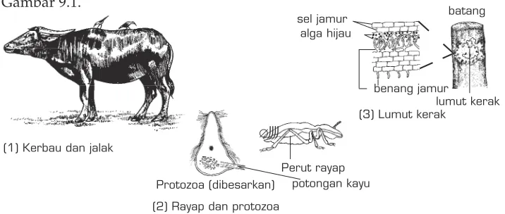 Gambar 9.1.batangsel jamur