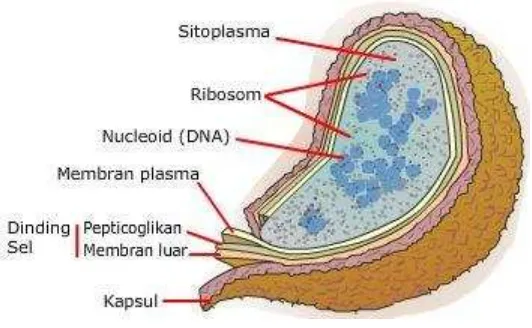 Gambar 1.  Struktur Sel Bakteri 