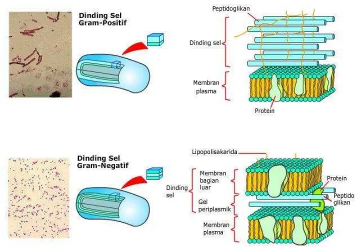 Gambar 2. Susunan Struktur Dinding Sel Bakteri Gram Positif dan Gram Negatif 