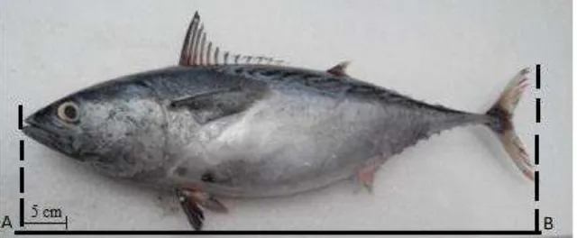 Gambar 3 Penentuan panjang total (A-B) Ikan Tongkol (Euthynnus affinis)   ̅(TL = 63 cm) Sumber : Data Primer 