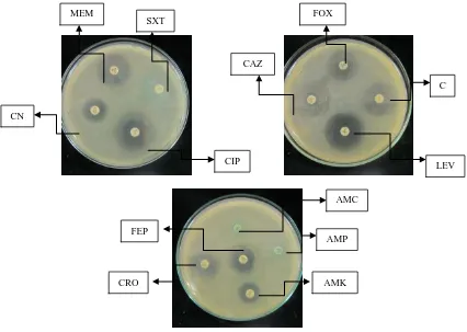 Gambar 1. Uji Kepekaan sampel 1 bakteri Escherichia coli sefoksitin; C: kloramfenikol; LEV: levofloksasin; CAZ: seftazidim; AMC: amoksisilin; AMP: ampisilin; AMK: amikasin; CRO: seftriakson; FEP: Sefepim.Keterangan: MEM: meropenem; SXT: trimetropin Sulfame