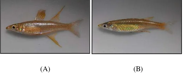 Gambar 1 Induk jantan (A) dan betina (B) ikan  Iriatherina werneri