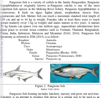 Figure 2. Pangasius fish 