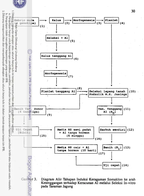 Gambar 3. Diagram Alir Xihapan Induksi Keragaman Somaklon ke arah Ketenggangan terhadap Keracunan melalui Seleksi In-vitro 