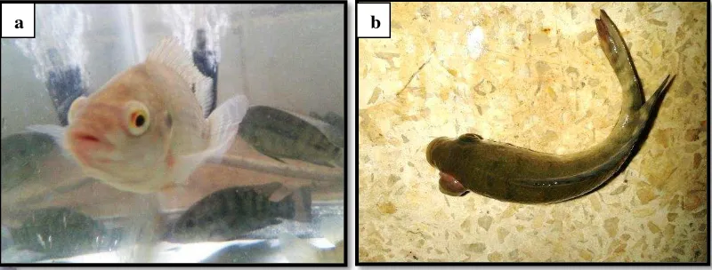 Gambar 3 Gejala klinis pada ikan nila yang diuji tantang dengan bakteri Streptococcus agalactiae