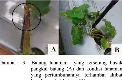 Gambar 3 Batang tanaman yang terserang busuk pangkal batang (A) dan kondisi tanaman yang pertumbuhannya terhambat akibat busuk pangkal batang (B)