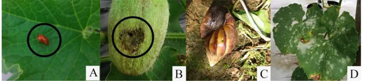 Gambar 4 Hama oteng-oteng (Aulocophora similis) (A), gejala busuk pada buah akibat serangan lalat buah (Bactrocera cucurbitae Coq.), hama bekicot (Achatina fulica), dan embun tepung (Erysiphe cichoracearum)