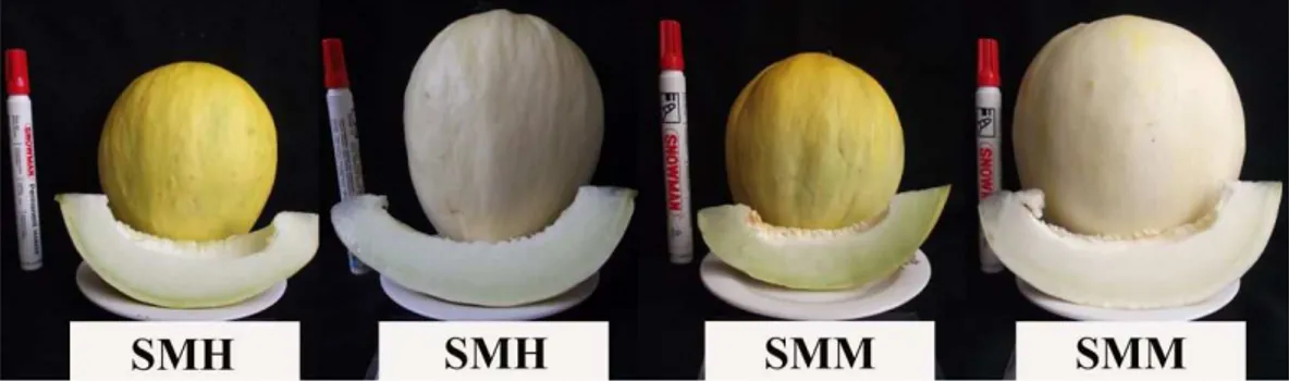Gambar 7 Keragaan buah genotipe SMH dan SMM